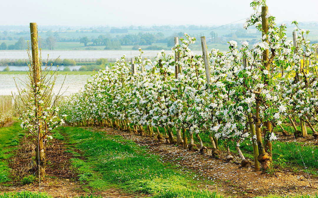 Nos vergers Honeycrunch® en hiver et au printemps