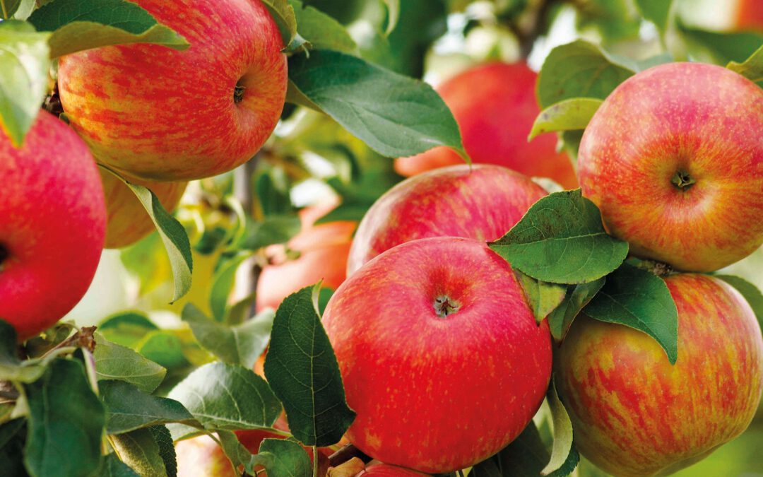 Back to the roots: Honeycrunch kehrt zu seinem Ursprung zurück